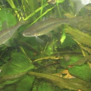 Can anyone id this fish