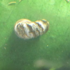 Can anybody id this snail.