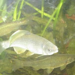 Can anyone id These fish