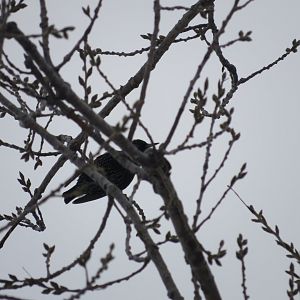 European Starling