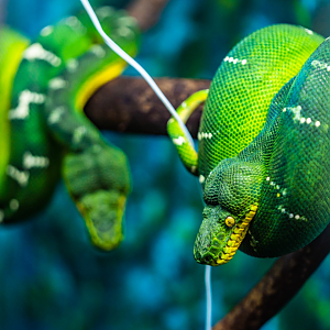 Emerald Tree Boas