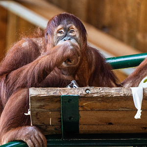 Jingga the female Sumatran Orangutan