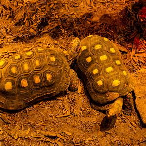 Red-foot Tortoises