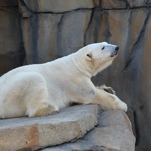 Polar Bear "Siku"