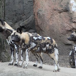 African Painted Dog Pack