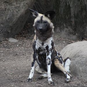African Painted Dog