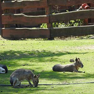 Patagonian maras