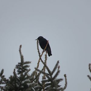 European Starling Silhouette.