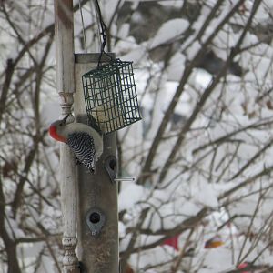Red-Bellied Woodpecker