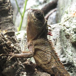 Mountain Horned Dragon at Shedd Aquarium