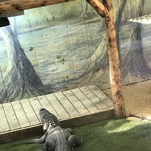 American alligator penny