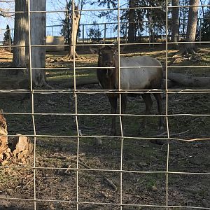 Elk