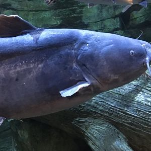 Blue Catfish?