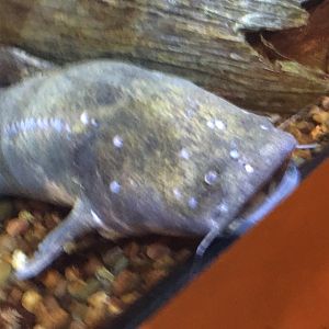 Catfish Species?
