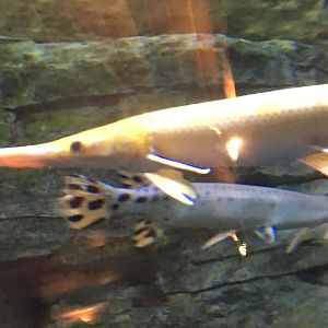 Gar species?
