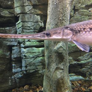 Longnose Gar?