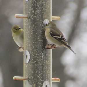Juvenile American Goldfinches