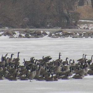 Canada Geese