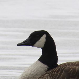 Canada Goose
