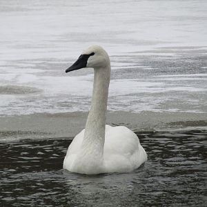 Captive Trumpeter Swan