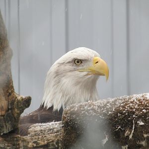 Captive Bald Eagle