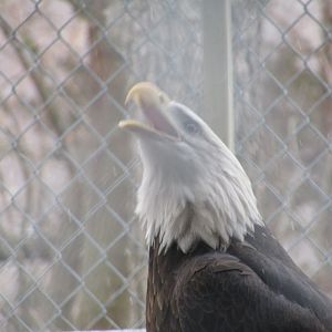 Bald Eagle Calling
