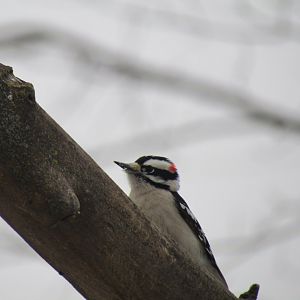 Downy Woodpecker