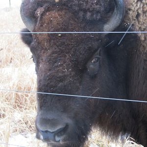 Captive American Bison