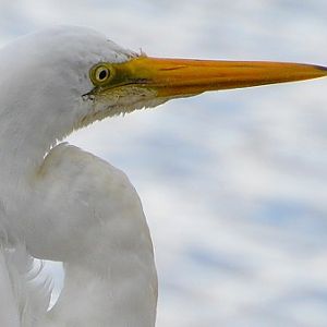Great egret portrait