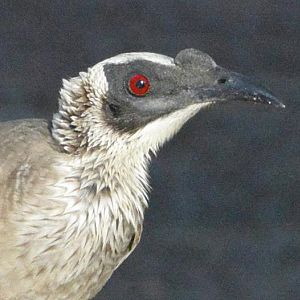 Silver-crowned friarbird portrait.