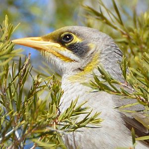 Yellow-throated miner portrait.