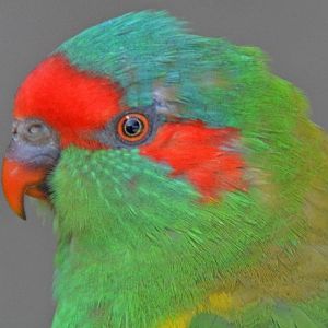Musk lorikeet portrait.