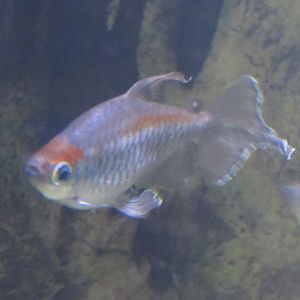 Can anybody id this fish