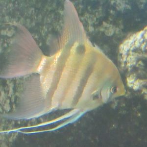 Can anybody id this fish