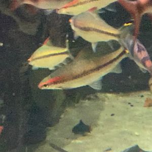 Can anybody id this fish