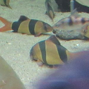 Can anybody id this fish