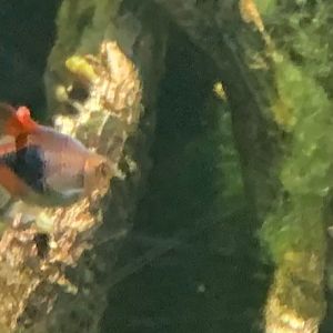 Can anybody id this fish