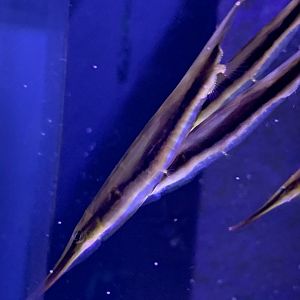 Can anybody id this fish