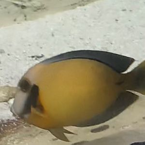 Can anybody id this fish