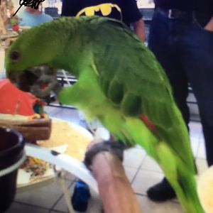 Amazon Parrot species?