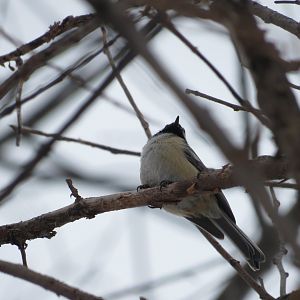 Black-Capped Chickadee