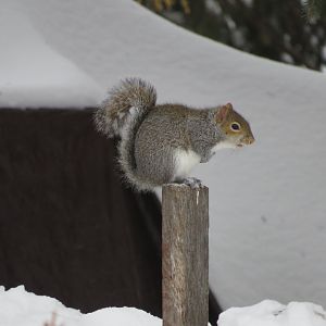Gray Squirrel