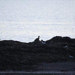 Oystercatchers and Curlews
