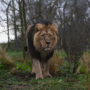 Asiatic lion