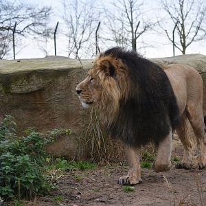 Asiatic lion