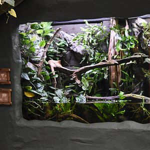 Chinese crocodile lizard and mackerel barb exhibit