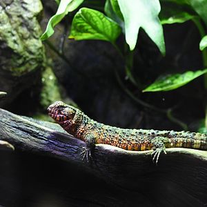 Chinese crocodile lizard