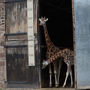 Rothschild's giraffes