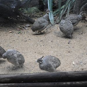 Elegant crested tinamous