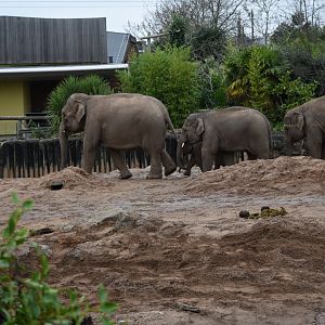 Asian elephants